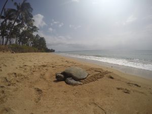 Schildkröte am Strand von Hawaii